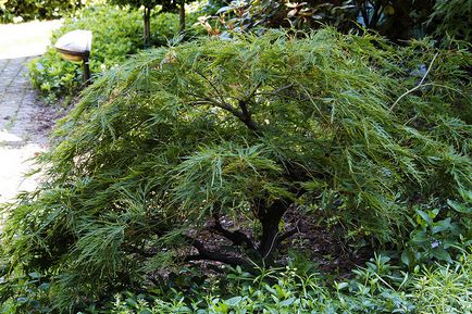 Maple tenyér alakú (fan-alakú) - Növények a japán kert (növények) Maple tenyér alakú (fan-alakú) - Növények a japán kert
