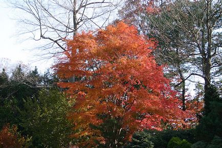 Maple delanoid (ventilator) - plante pentru grădina japoneză