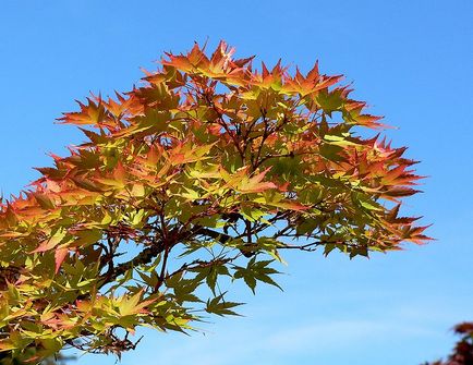 Maple delanoid (ventilator) - plante pentru grădina japoneză