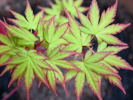 Maple tenyér alakú (fan-alakú) - üzemek Japanese Garden (tenyéralakú) Maple tenyér alakú (fan-alakú) - Növények a japán kert