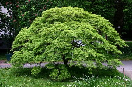 Клен дланевідний (віяловий) - рослини для японського саду