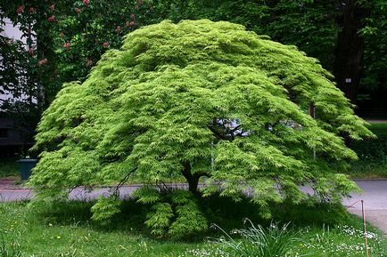 Maple tenyér alakú (fan-alakú) - üzemek Japanese Garden (tenyéralakú) Maple tenyér alakú (fan-alakú) - Növények a japán kert