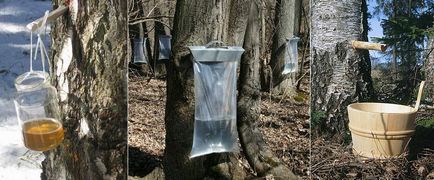 Maple sap és a szirup, a mi csodálatos világ