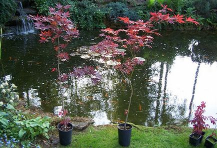 Maple fan atropurpureum - plantarea și îngrijirea în zona de grădină