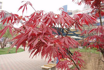 Maple fan atropurpureum - plantarea și îngrijirea în zona de grădină