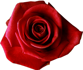 Graphics Flowers (Graphics) Graphics virágok