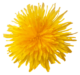 Graphics Flowers (Graphics) Graphics virágok