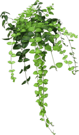 Graphics Flowers (Graphics) Graphics virágok