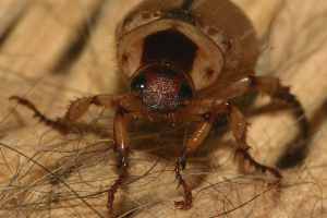Bedbugs sunt frică de mashenka - tragem cu creta nu protejează penetrante