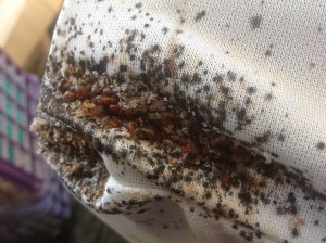 Bedbugs sunt frică de mashenka - tragem cu creta nu protejează penetrante