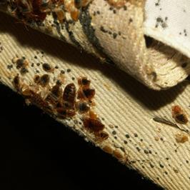 Bedbugs în apartament cum să scape de încercarea toate mijloacele