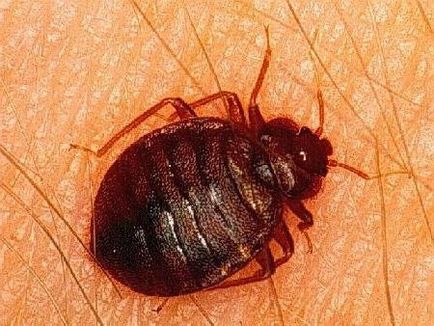 Bedbugs în apartament cum să scape de încercarea toate mijloacele