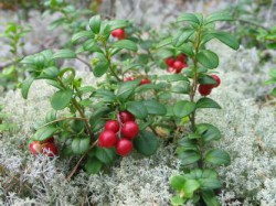 Cranberry de la edeme retete medicinale