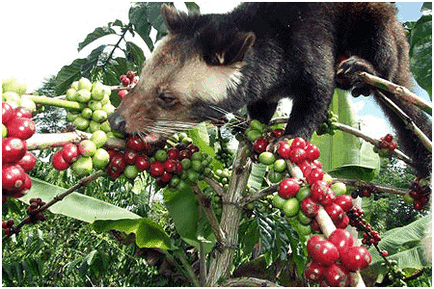 Кава лювак (kopi luwak)