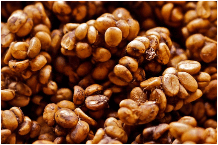 Kávé lyuvak (kopi Luwak)