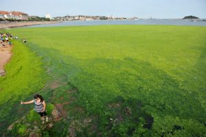 Коли цвіте море в анапе, період і яка альтернатива