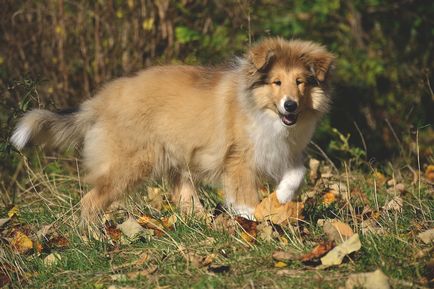 Collie kutya fajta leírás, fotó és videó anyagok a faj vélemények