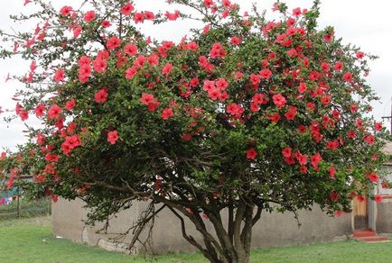 Hibiscus de flori interior, trandafir chinezesc sau floare de moarte a soiului