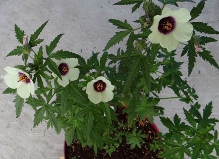 Hibiscus de flori interior, trandafir chinezesc sau floare de moarte a soiului