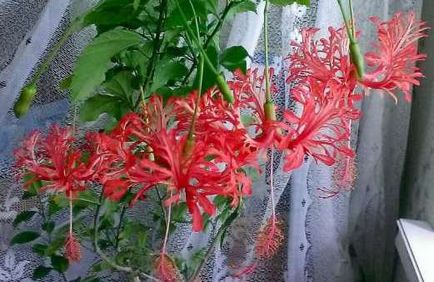 Hibiscus de flori interior, trandafir chinezesc sau floare de moarte a soiului