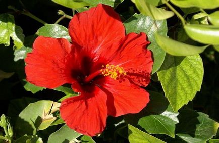 Hibiscus de flori interior, trandafir chinezesc sau floare de moarte a soiului