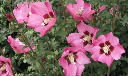 Hibiscus de flori interior, trandafir chinezesc sau floare de moarte a soiului