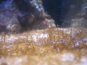 Контроль коричневих діатомових водоростей