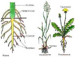Lumea rădăcinilor de școli virtuale ale plantelor (plantelor)