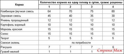 Etetés a csirkék - Baromfi - Home Moms