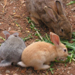 годування кроликів