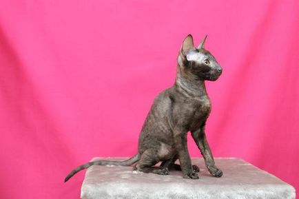 Cornish Rex - a karakter fotó leírás kőzetek