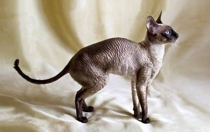 Cornish Rex - caracterul său, descrierea fotografiei rasei