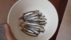 Smelt (zubar, malorotka, pisuch), pescuitul în Vladivostok