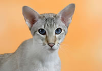 Котяча енциклопедія на клео - сіамська кішка