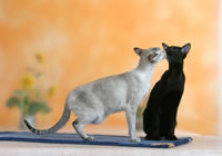 Котяча енциклопедія на клео - сіамська кішка
