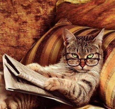 Pisicile știu să vă citească gândurile
