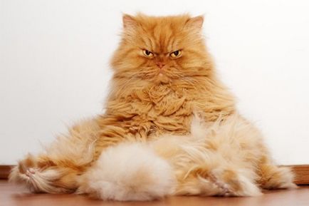 O pisica kleptomaniac trage acasa tot ce sta prost! De câțiva ani el a furat 600 de lucruri!