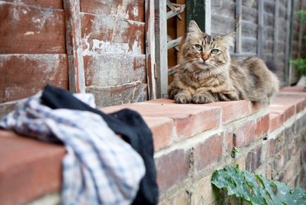 Côte kleptomániás lop fehérnemű (cat-kleptomániás) Côte kleptomániás lop fehérnemű