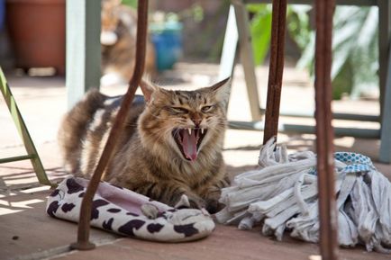 Cat-kleptomaniac fură lenjerie de corp