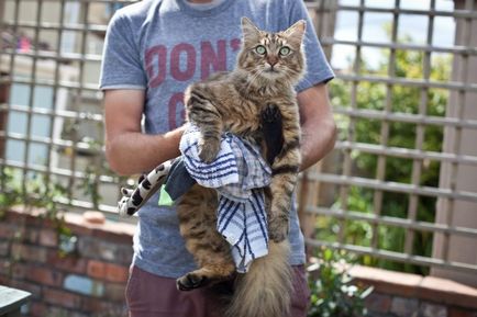Côte kleptomániás lop fehérnemű (cat) Côte kleptomániás lop fehérnemű