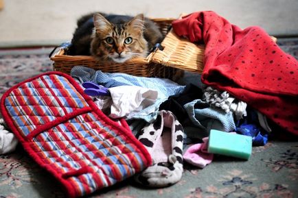 Cat-kleptomaniac fură lenjerie de corp