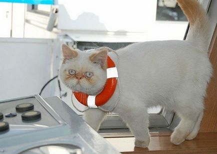 Pisica Sailor