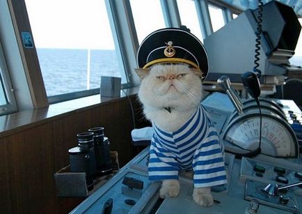Pisica Sailor