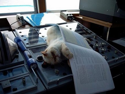 Cat marinar, pisica si pisica