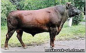 Червона Горбатовська порода ВРХ (читати) - все про корів червоної Горбатовська породи - статті по