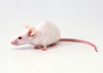 Șobolani șobolani, tratamentul de sănătate al șoarecilor șobolani, pieptenele de șoarece, pieptanele, coada, scabie, acarienii