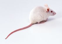 Șobolani șobolani, tratamentul de sănătate al șoarecilor șobolani, pieptenele de șoarece, pieptanele, coada, scabie, acarienii