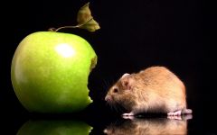 Щури миші, здоров'я лікування мишей щурів, мишка розчісує вуха хвіст, коростяві кліщі, вушні кліщі