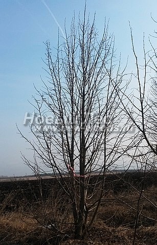 Taina de dimensiuni mari (vânzare, plantare), ooo o nouă pădure (moscow)