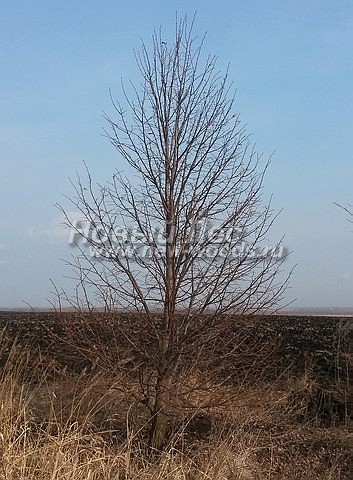 Taina de dimensiuni mari (vânzare, plantare), ooo o nouă pădure (moscow)